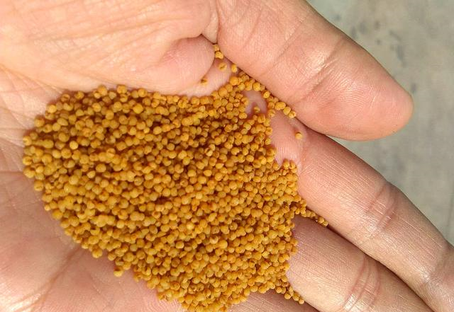 @小中取大：从春夏鲫鱼的觅食、栖息，谈野钓实用的“聚鱼”策略