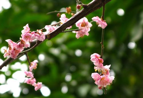 ▲莫负三春桃花雨，谁人桃下种相思；桃花诗十四首，好留香梦一行诗