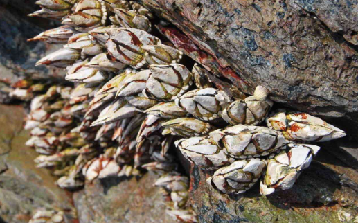 #鲸鱼#来自地狱的美食, 寄居在鲸鱼身上, 价格高达每斤1500美元