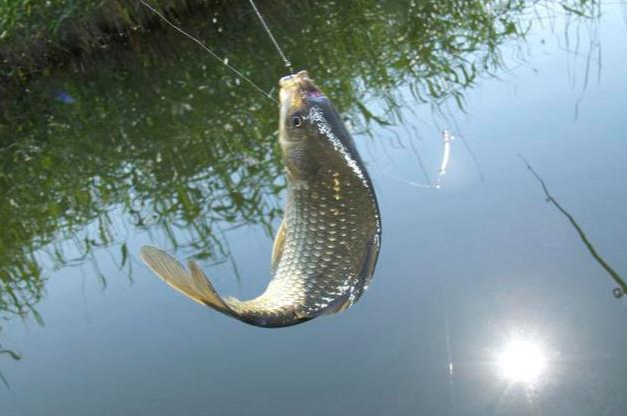 饵料|如何配置野钓江河钓饵,这几个饵料制作方法你用过吗?