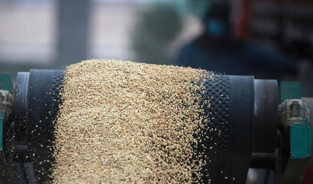 ：多国禁止粮食出口，国内粮食会涨涨涨吗？答案来了