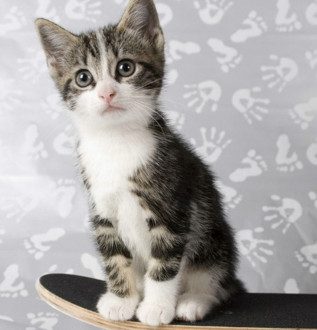 医生|我家养了很多年猫，就我所观察的惹猫生气后它的反应有以下几种吧。