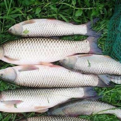 饵料|钓草鱼素饵才是王道,钓鱼高手给你分享几款好用素饵——盛世三渔