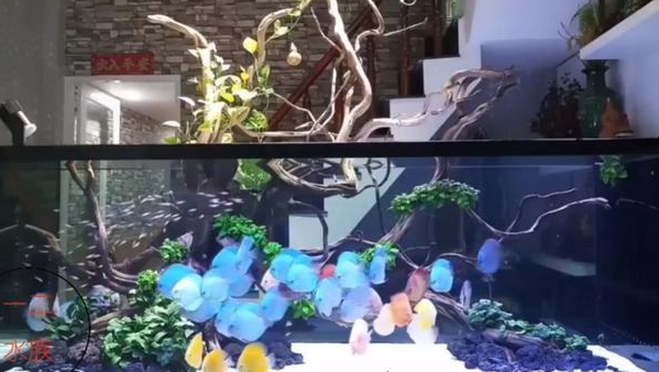 胆小的宠物观赏鱼有这些，常见的金鱼种类基本上胆子都不大。