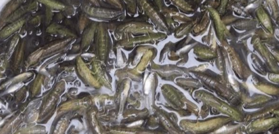 「」它一小时能吃掉800只蚊子,却被中国吃货吃到快灭绝了,让人惋惜