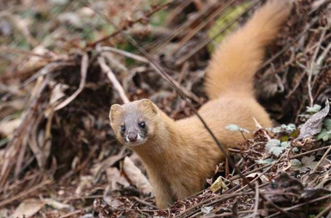 黄鼠狼|为何老一辈总说黄鼠狼不能杀？科学研究显示，原来真杀不得