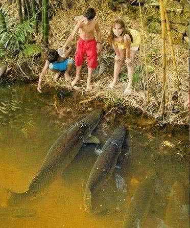 |地球上7个最大胆的动物, 遇事都不怂, 我只服最后一个