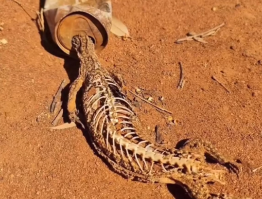 |“沙漠里看到的，这个故事告诉我们什么？”哈哈哈评论内涵了...