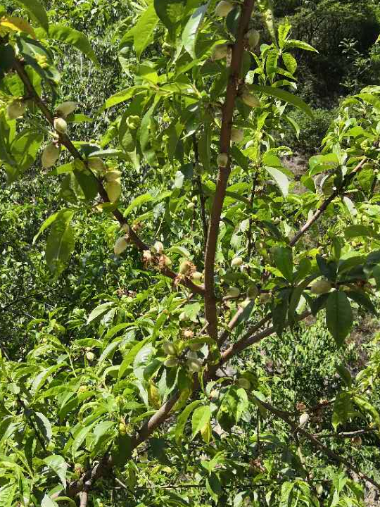 「秦岭」秦岭小溪消闲一日游