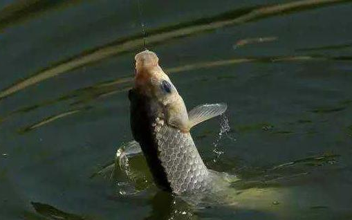 水库|资深野钓高手分享水库钓鱼技巧,让你轻松就有好渔获——盛世三渔