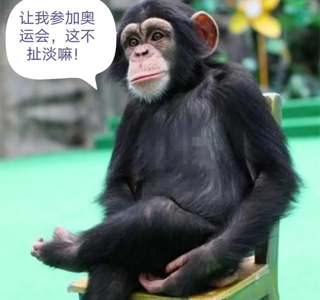 奥运会|如果动物参加奥运会，人类能拿到什么金牌？你怎么看？