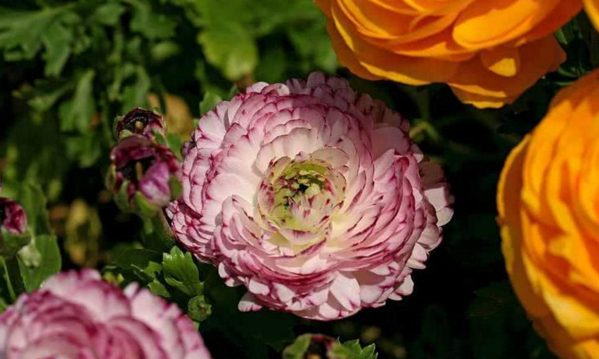 运势▲6月开始运势旺盛,会日进斗金,福气满满的生肖