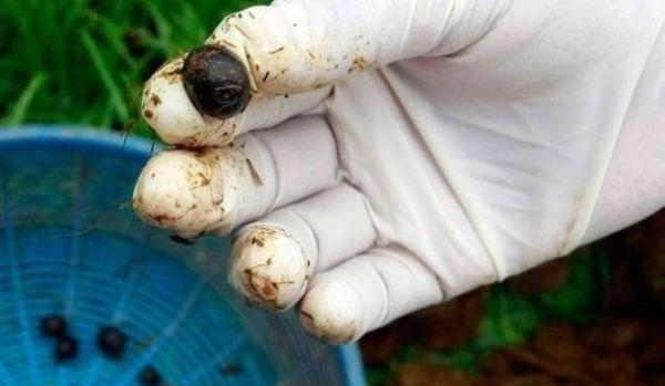 |为什么人类在进化过程中排泄物会进化为臭的？