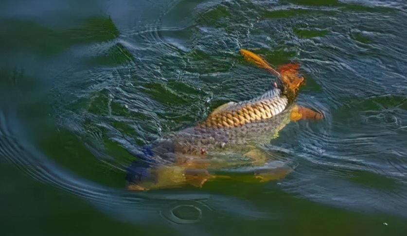 饵料|钓鱼自制饵料配方详解!诱鱼迅速,大鲫大鲤!