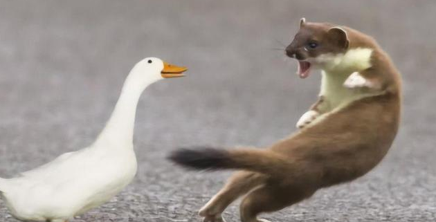 黄鼠狼|为什么黄鼠狼会怕鹅?黄鼠狼踩到鹅粪脚真的会烂吗?