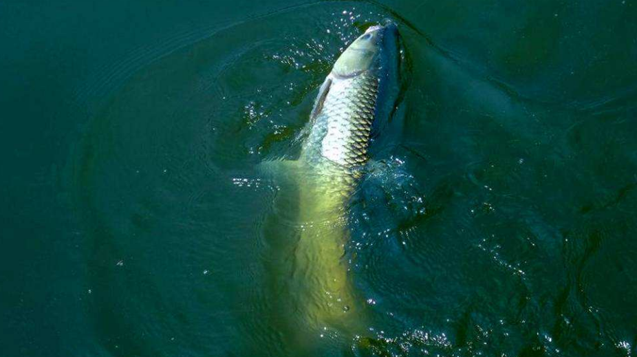 鲫鱼|在野河里作钓,怎么才能钓大鱼呢?快来看看让你连杆上鱼