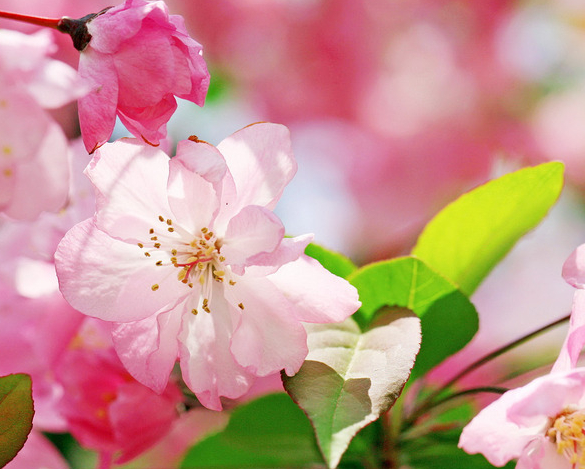 |11月下旬，4属相步入人生上上吉，财运开花，事业青云直上，生活幸福