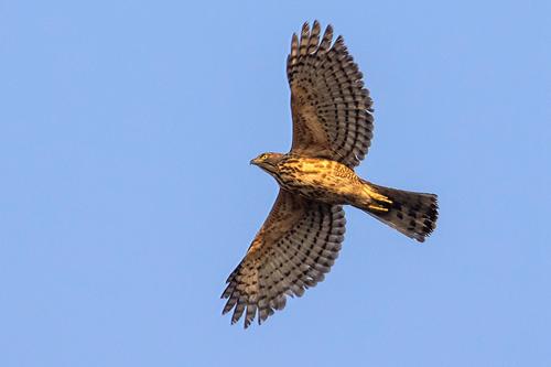 |鹰和雕的区别是什么?3个简单的辨识方法