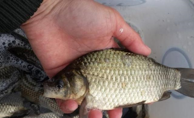 |诱鱼时，我就喜欢用这样一套打窝诀窍，莫不信，知道的人屈指可数