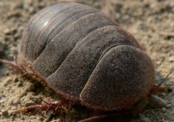 「」关于土鳖虫，你所不知道的一点事情!