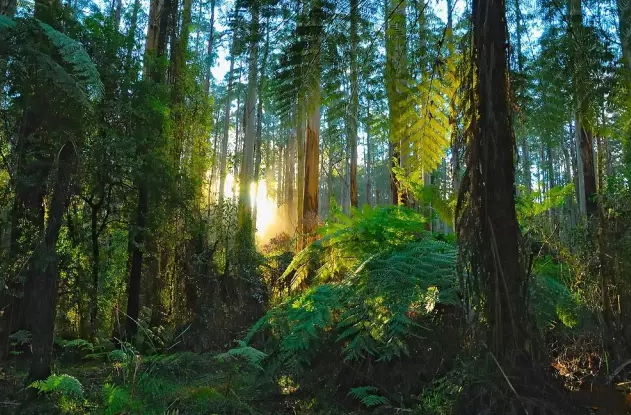 『南极』南极曾是茂密雨林？如今的地球气候，南极还能维持多久？