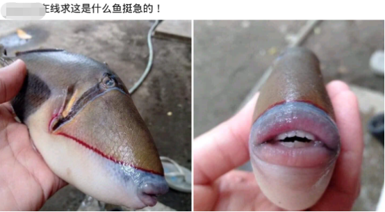 「深水区」“钓鱼被咬了一口，在线求这是什么品种？”哈哈哈嘴巴太性感了