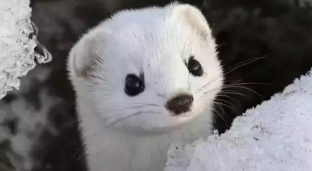 黄鼠狼|人类为什么不能杀黄鼠狼？不是迷信，原来真有其事！