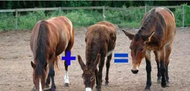 [老虎]中国的第一只虎狮虎兽顺利诞生，为啥老虎跟狮虎兽能生下幼崽呢？