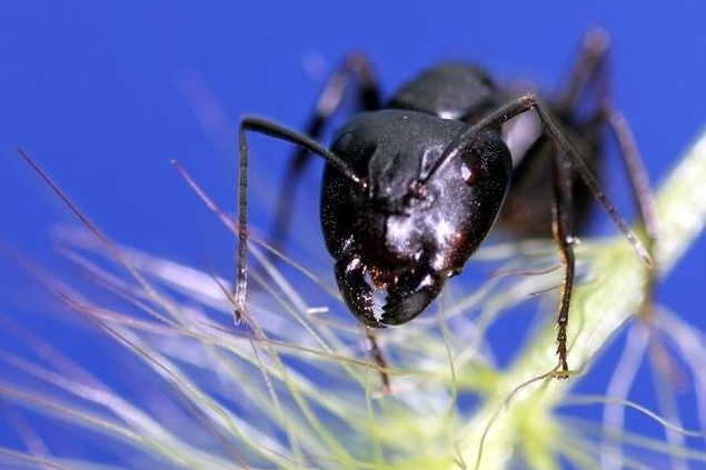 昆虫|为什么生食昆虫时把头拧掉，剩下的就都可以吃了？