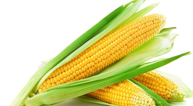 [玉米]垂钓界的“素饵之王”，通常是这样使用的，你会吗？