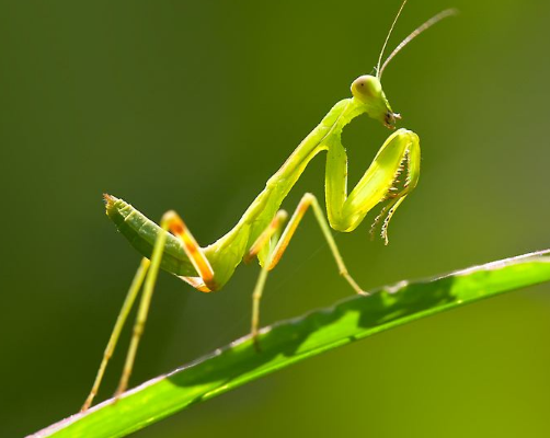 【】如果每一只螳螂的体内都有一根铁线虫的话，那么，螳螂就离灭绝不远了！