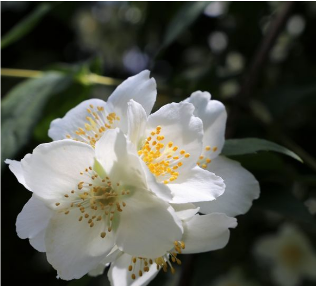 生肖|4大生肖好运来到，11月中旬财运暴涨、财富萦绕，好日子马上就来