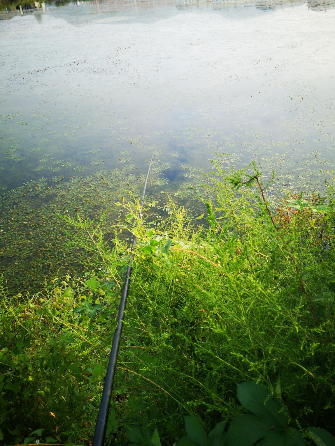 |初秋钓大鲫，揭秘老渔人的必杀技