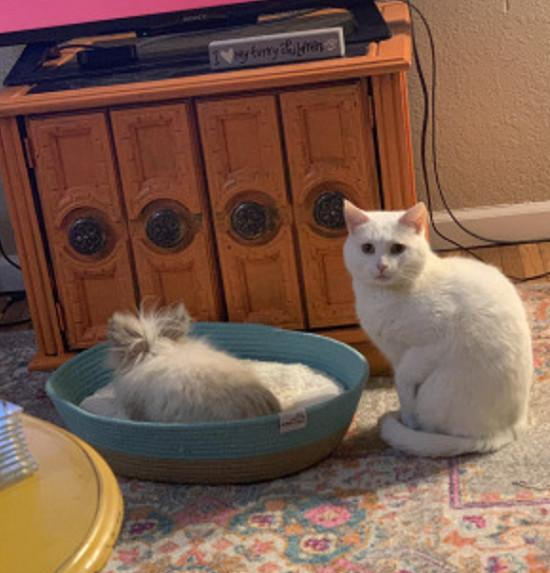 猫窝被霸占，猫咪委屈脸找铲屎官求救：你还不管管吗？