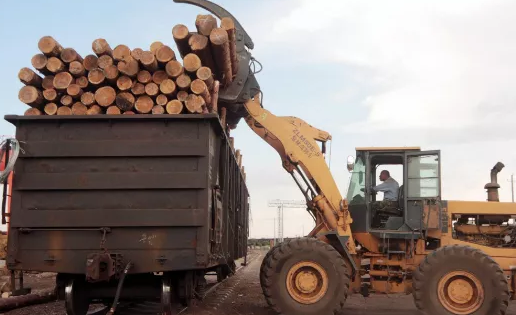 日本制作一次性筷子从不砍树，一直用中国木材，如今现状怎样