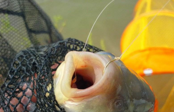 |这5种情况鱼不会咬钩，逢钓必空军，快点避开这些误区