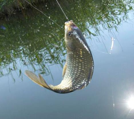 鲫鱼|钓鲫鱼的钩号应该用几号钩？选对了，轻松钓大鲫！