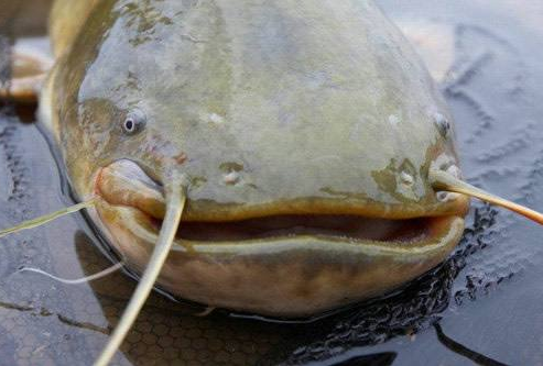 |几条鱼被遗忘家中近1年，竟变成了巨型蝌蚪？