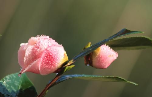 生肖|十月桃花开的轰轰烈烈，夙愿来了，真爱四生肖都能找到