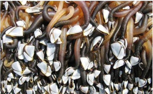 海洋生物|为何很多海洋生物最讨厌的生物是鹅颈藤壶？