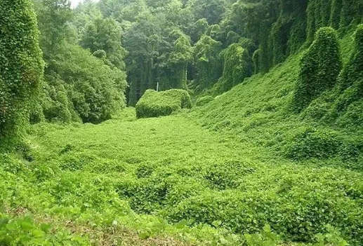 |10张图片告诉你：若人类某天消失不见，地球将会变成什么样子！