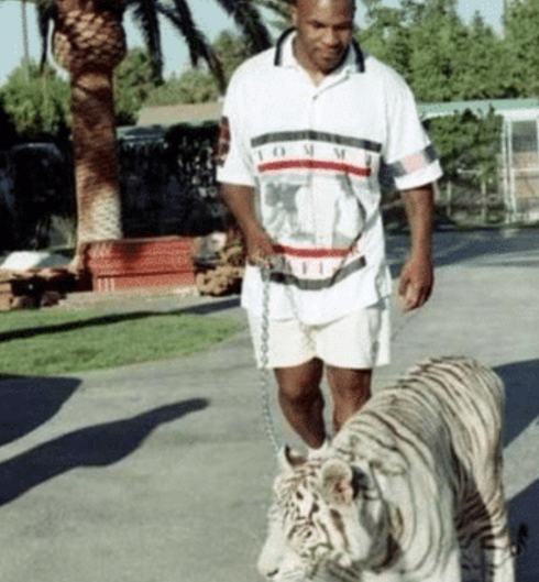 「老虎」一龙也学泰森“玩老虎”？人家泰森牵老虎霸气，他却怂成了这样！