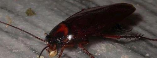 核辐射：为什么连核辐射都杀不死的蟑螂会被开水烫死？