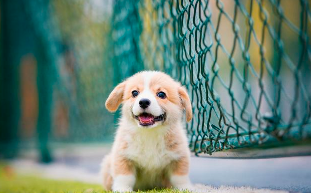 我乐意跟宠物狗共进餐厅，但是目前阶段我反对宠物狗进入餐厅。