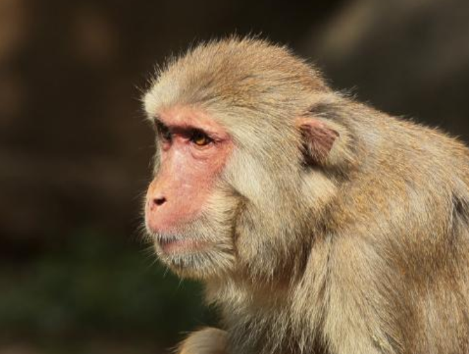 【】世界上第一个做“换头手术”的猴子,18小时消耗7000万,现在怎样了?