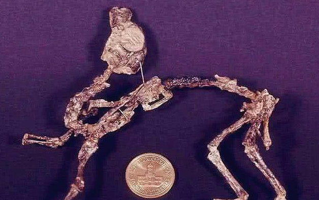 蝙蝠|有人说蝙蝠长相与老鼠相似，就是多了一对翅膀，那它们是一个家族吗？