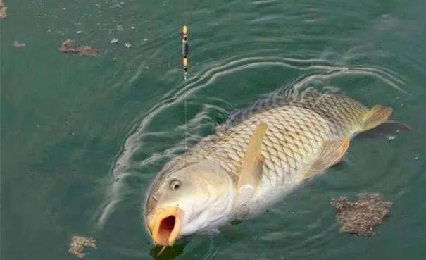 饵料|如何配置野钓江河钓饵,这几个饵料制作方法你用过吗?