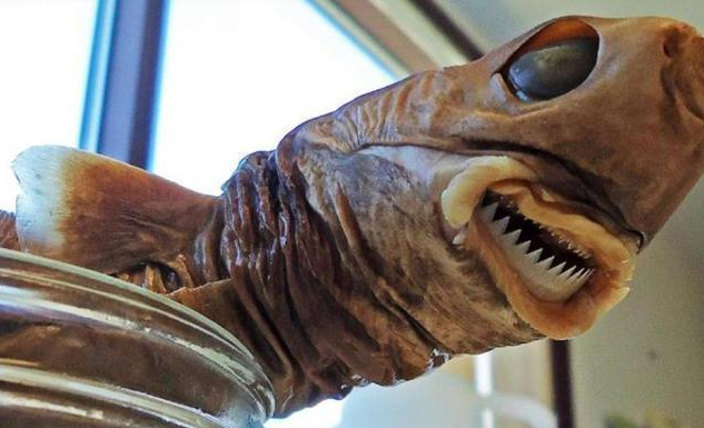 「潜艇」敢和美国叫板的深海平头哥，专挑潜艇下手，美国头疼不已