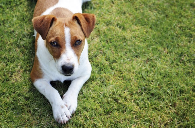 当“被狗咬”和“打针”这俩词联系在一起的时候，人们担心的肯定就是狂犬病的问题了。