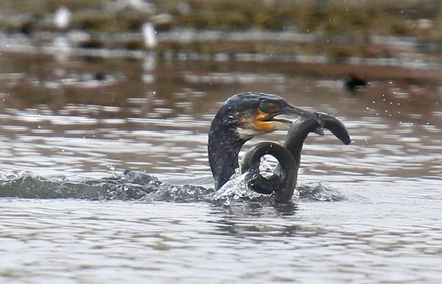 古人类|如果人类不杀鱼的话，鱼会不会老死？